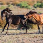 Photo aggressive behavior