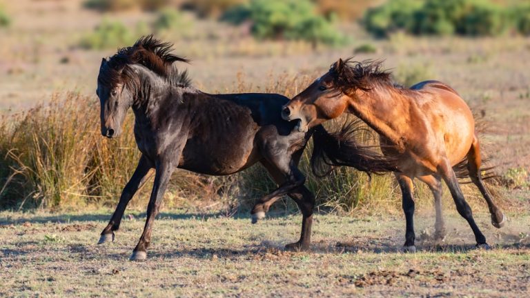 Psychologia agresywnych zachowań: przyczyny i skutki